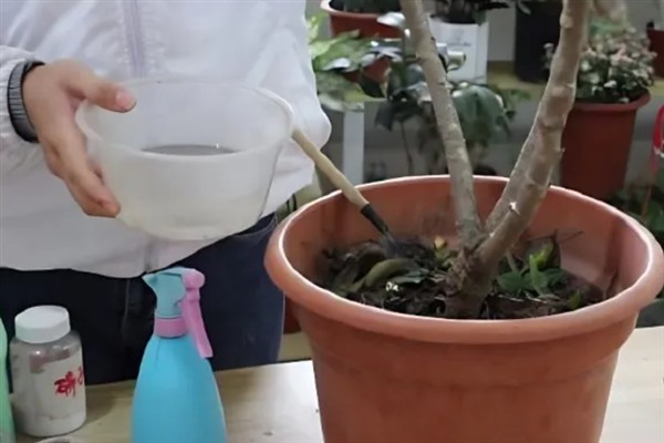 春节开放的牡丹花怎么管理，提供充足的光照能让花朵更加艳丽美观