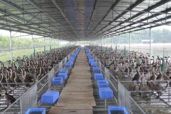 马岗鹅怎么养殖，每只鹅日喂0.5-1公斤青饲料