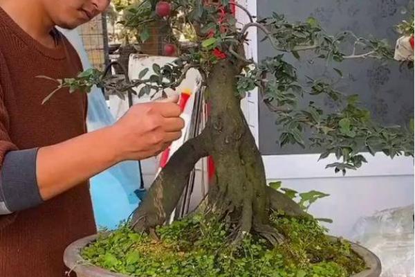 金弹子必须要买一雌一雄吗，买一雌一雄才能结出果实