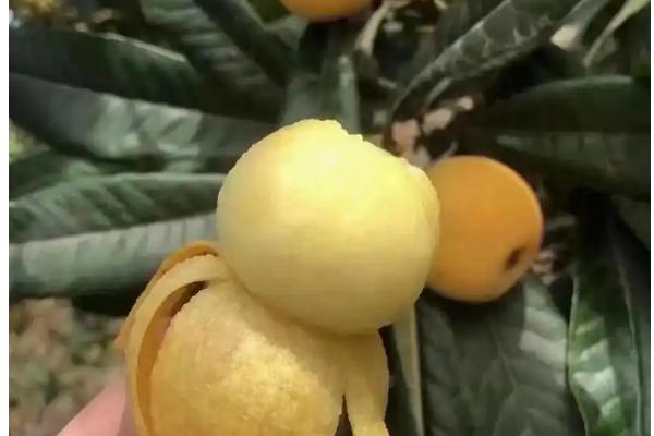 东山白玉枇杷的价格，一斤中果需要25-28元左右