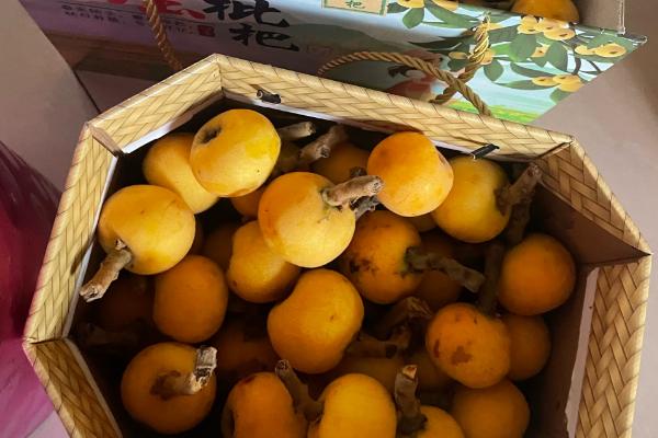 东山白玉枇杷的价格，一斤中果需要25-28元左右