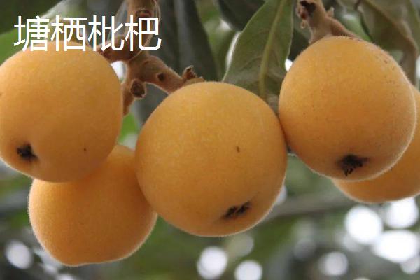 东山白玉枇杷的价格，一斤中果需要25-28元左右