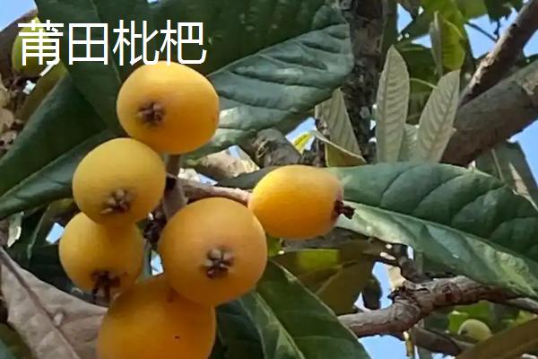 东山白玉枇杷的价格，一斤中果需要25-28元左右
