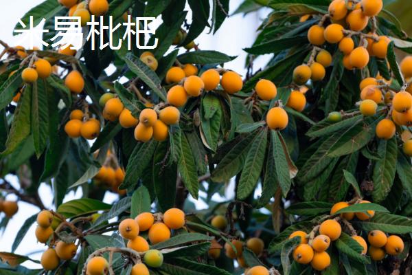 东山白玉枇杷的价格，一斤中果需要25-28元左右
