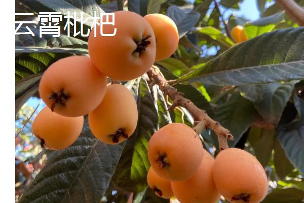 东山白玉枇杷的价格，一斤中果需要25-28元左右