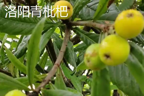 东山白玉枇杷的价格，一斤中果需要25-28元左右