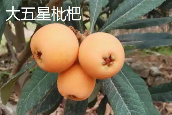 东山白玉枇杷的价格，一斤中果需要25-28元左右