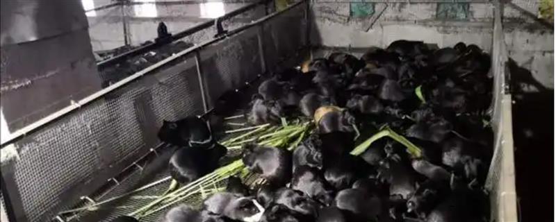 黑豚的养殖前景，目前市场需求在不断增加