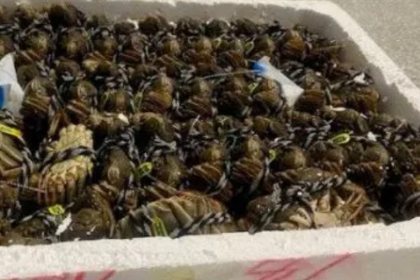 活蟹能不能托运，鲜活水产品一般禁止上高铁或飞机