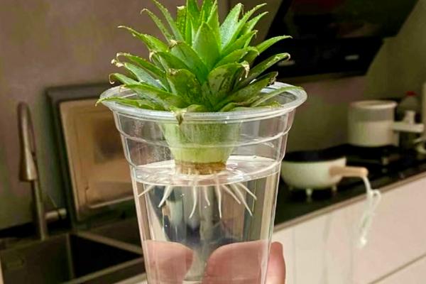 菠萝和凤梨的区别是什么，叶片和颜色均不同