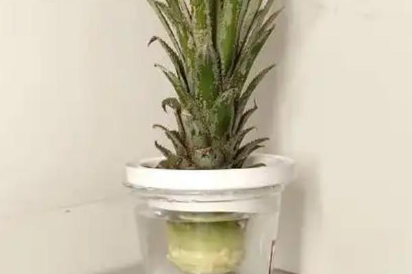 菠萝和凤梨的区别是什么，叶片和颜色均不同
