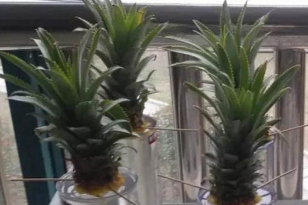 菠萝和凤梨的区别是什么，叶片和颜色均不同
