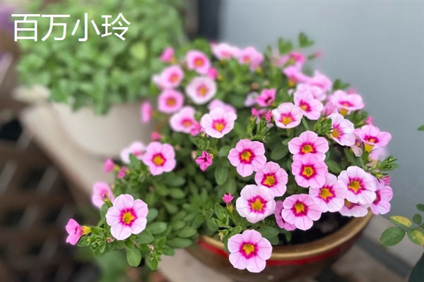 百万小玲与牵牛花的区别，前者属于茄科、后者属于旋花科