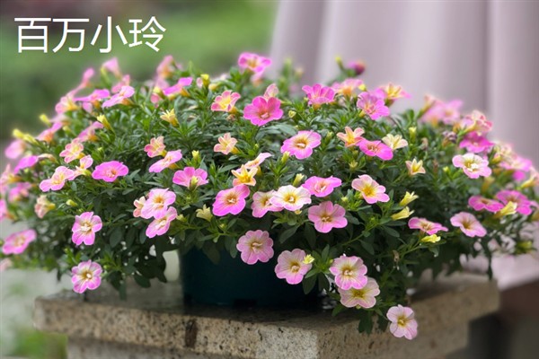 百万小玲与牵牛花的区别，前者属于茄科、后者属于旋花科