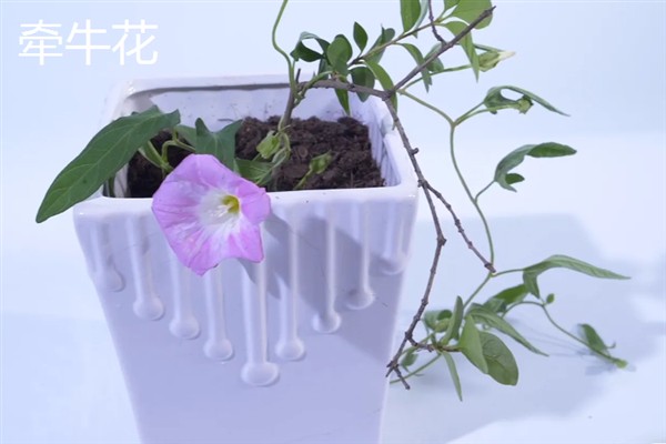 百万小玲与牵牛花的区别，前者属于茄科、后者属于旋花科
