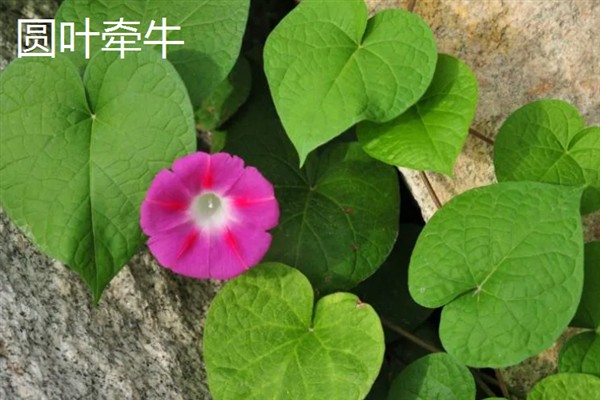 百万小玲与牵牛花的区别，前者属于茄科、后者属于旋花科