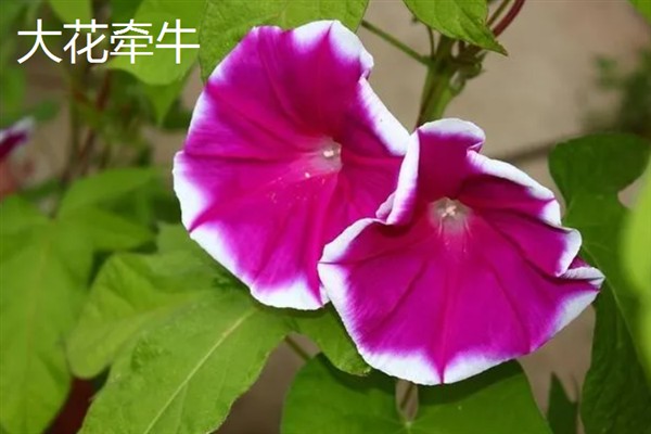 百万小玲与牵牛花的区别，前者属于茄科、后者属于旋花科