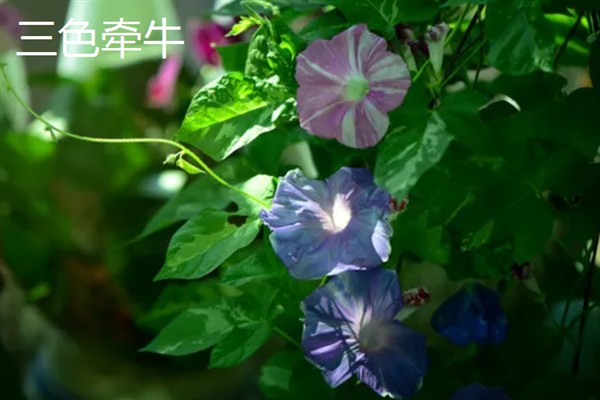 百万小玲与牵牛花的区别，前者属于茄科、后者属于旋花科