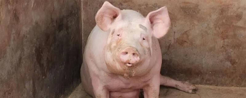 怀孕母猪不吃食如何处理，视情况采取以下解决措施