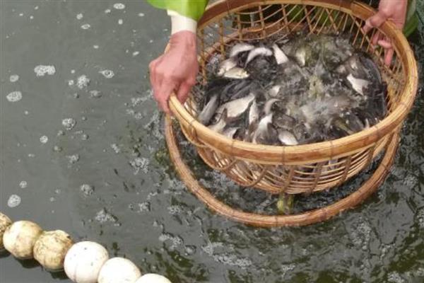 花鲢鱼苗的投放时间，春季为2-3月份、夏季为6-7月份