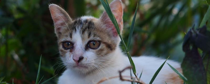教猫咪使用猫砂盆的方法，放在安静人少的地方能让它安心上厕所