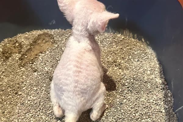 教猫咪使用猫砂盆的方法，放在安静人少的地方能让它安心上厕所