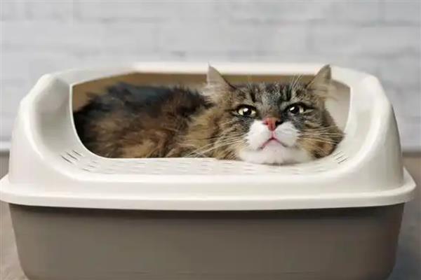 教猫咪使用猫砂盆的方法，放在安静人少的地方能让它安心上厕所