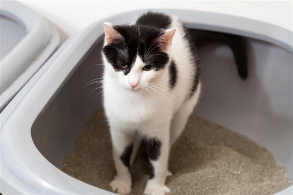 教猫咪使用猫砂盆的方法，放在安静人少的地方能让它安心上厕所