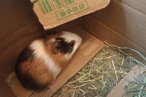 荷兰猪的寿命，大多为8-10年左右