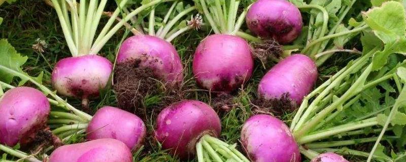 芜菁和蔓菁的区别是什么，二者没有区别