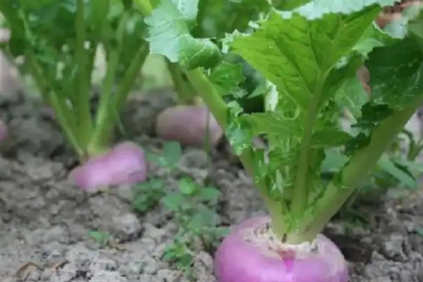 芜菁和蔓菁的区别是什么，二者没有区别
