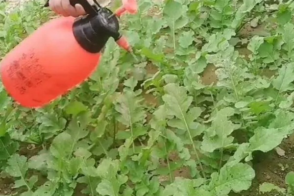 芜菁和蔓菁的区别是什么，二者没有区别