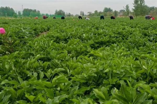芝兰是哪种植物，是白芷和蕙兰的统称