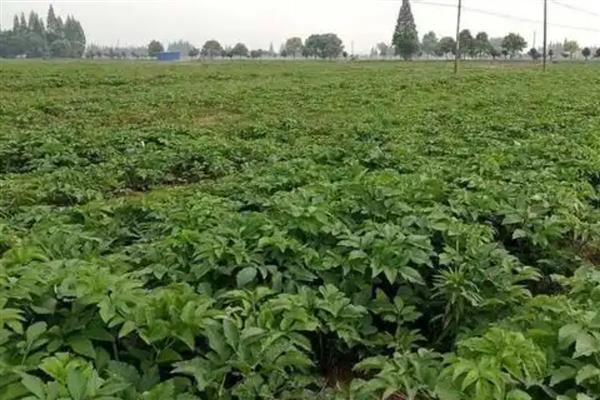 芝兰是哪种植物，是白芷和蕙兰的统称