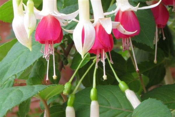 灯笼花的花期持续时间,一般在4月份开放、7月份结束