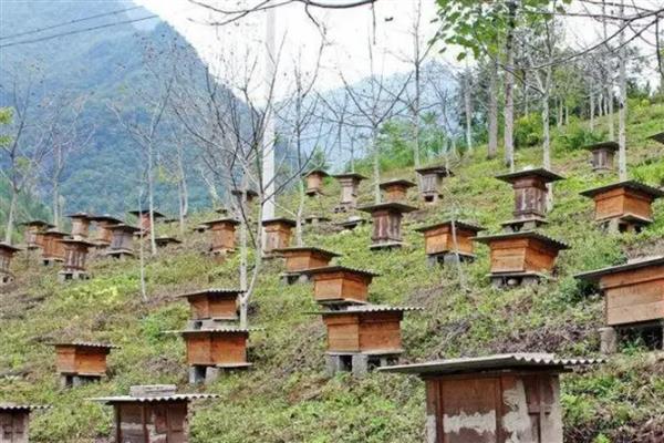 养蜂人一年的收益，会受到蜂种、蜂蜜价格、养殖规模等条件的影响