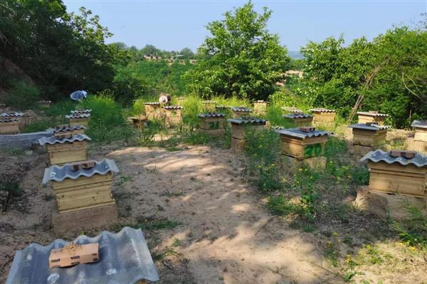 养蜂人一年的收益，会受到蜂种、蜂蜜价格、养殖规模等条件的影响