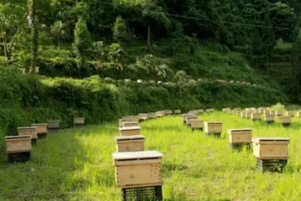 养蜂人一年的收益，会受到蜂种、蜂蜜价格、养殖规模等条件的影响
