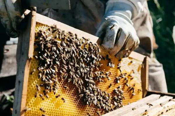 养蜂人一年的收益，会受到蜂种、蜂蜜价格、养殖规模等条件的影响