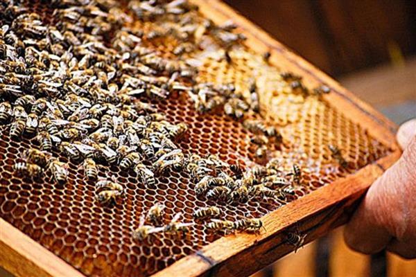 养蜂人一年的收益，会受到蜂种、蜂蜜价格、养殖规模等条件的影响