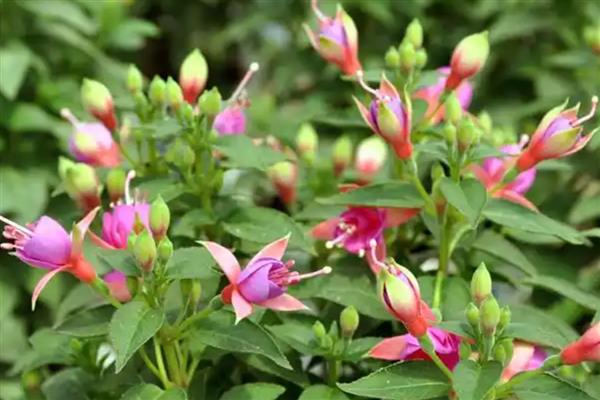 灯笼花的花期持续时间,一般在4月份开放、7月份结束