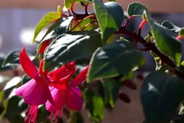 灯笼花的花期持续时间,一般在4月份开放、7月份结束