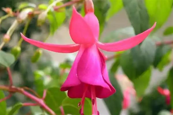 灯笼花的花期持续时间,一般在4月份开放、7月份结束