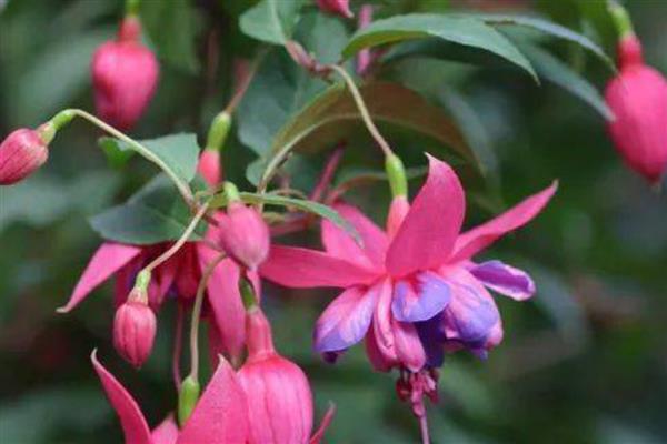 灯笼花的花期持续时间,一般在4月份开放、7月份结束