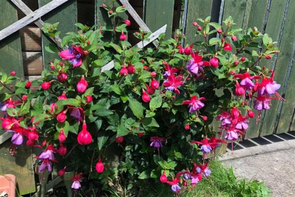 灯笼花的花期持续时间,一般在4月份开放、7月份结束