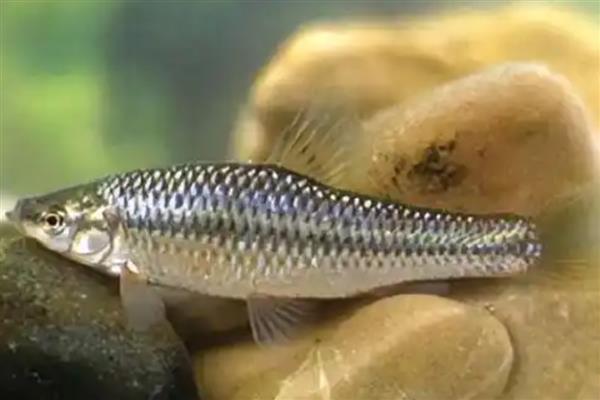 0.1号袖钩适合钓哪些鱼，适合钓麦穗鱼、鳑鲏鱼等