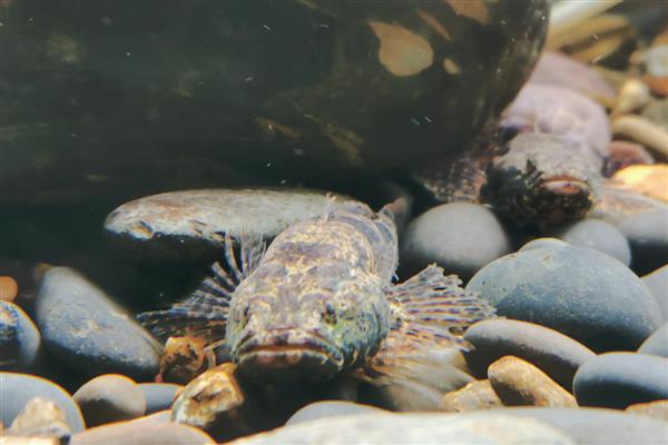 0.1号袖钩适合钓哪些鱼，适合钓麦穗鱼、鳑鲏鱼等