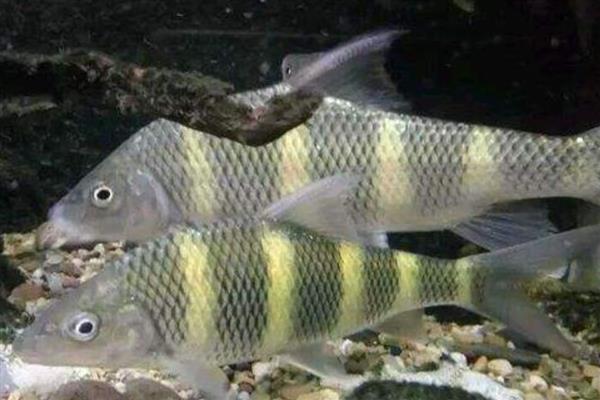 0.1号袖钩适合钓哪些鱼，适合钓麦穗鱼、鳑鲏鱼等