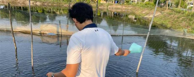 怎么用菜籽饼喂鱼，发酵后搅拌成浆状再兑水泼洒