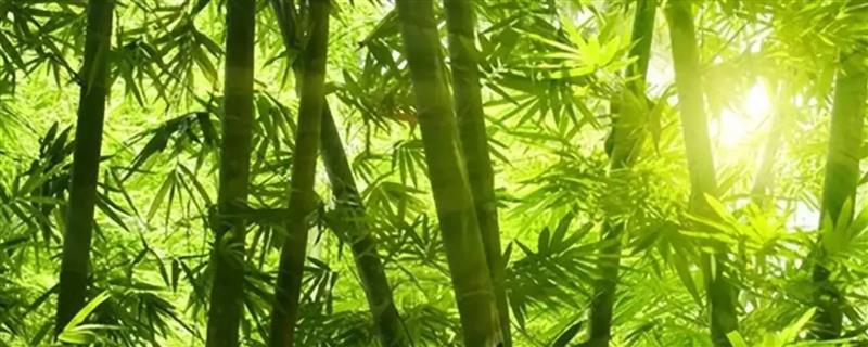 竹子有多少种，全世界有1200种以上
